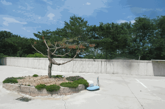 본건 지상 제시외 수목