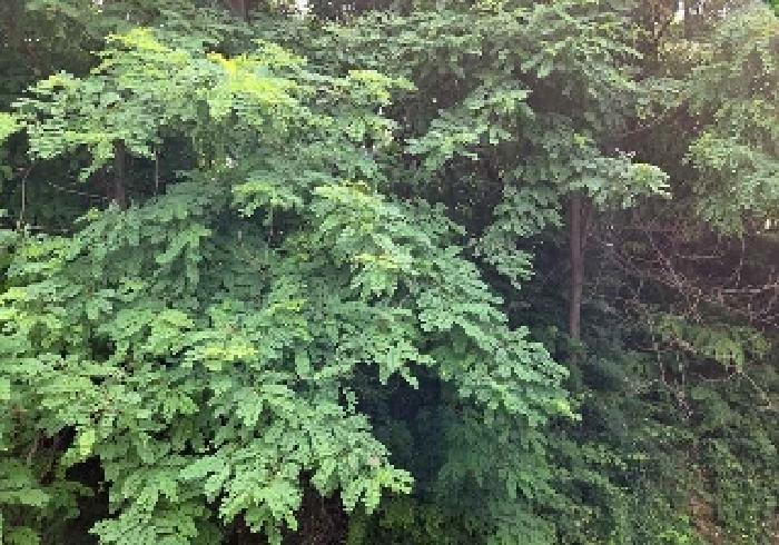 표시목록 2번 전경