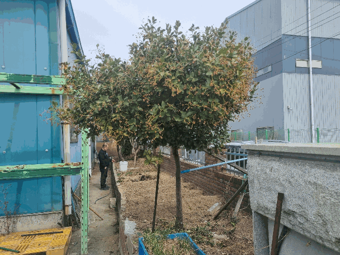 본건 지상소재 수목