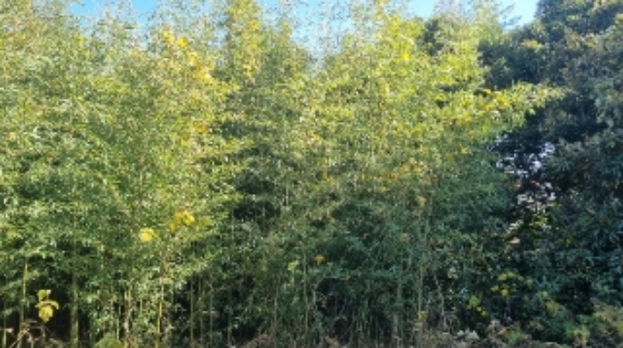 소재지2(표선리 997) 전경2