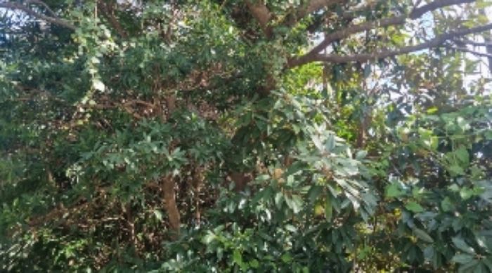 소재지2(표선리 997) 전경3