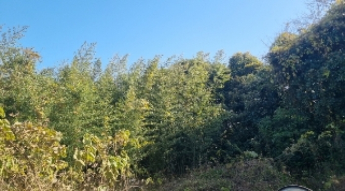 소재지3(표선리 997-1) 전경2