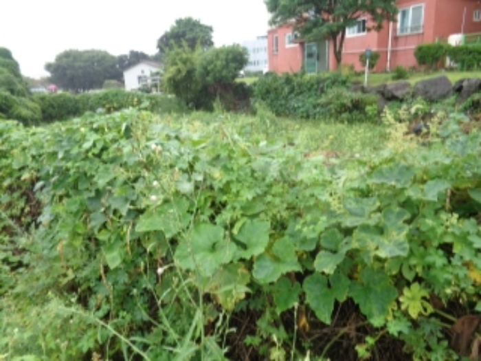 본 건 소재지2.(오라이동 1998-2) 과수원(현황:전)