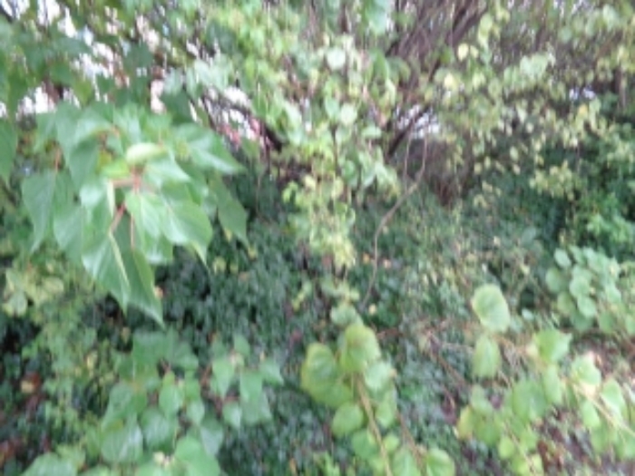 본 건 소재지7.(오라이동 1994-7) 과수원(현황:임야)