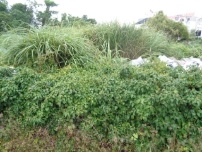 본 건 소재지8.(오라이동 1994-8) 과수원(현황:잡종지)