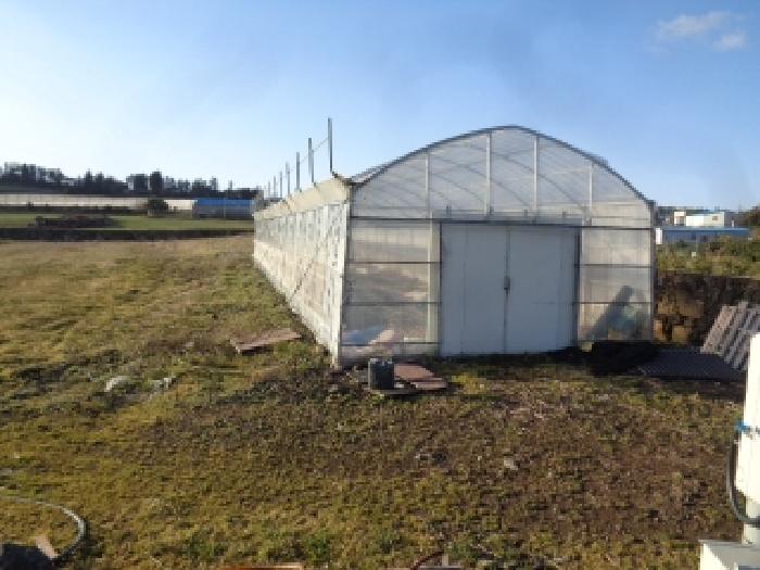 소재지 1. (소길리 525-1) 및 지상 비닐하우스 전경