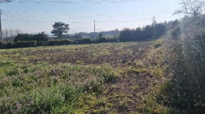 소재지5(함덕리 726-1) 전경1