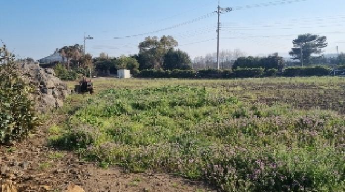 소재지5(함덕리 726-1) 전경2