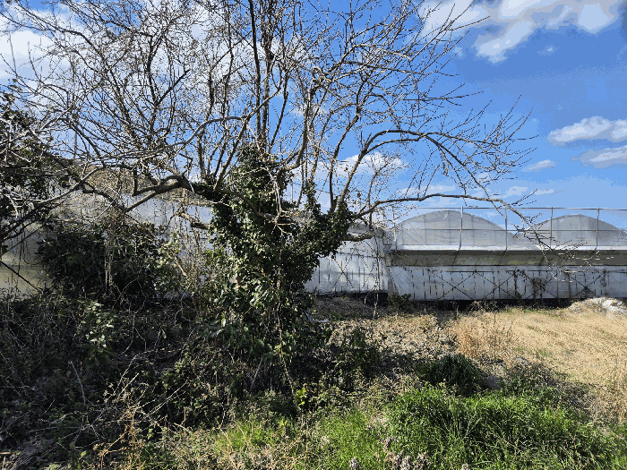 기호(1) 지상 수목