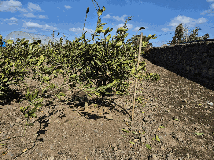 기호(3) 지상 제시외물건(ㄹ) 수목1