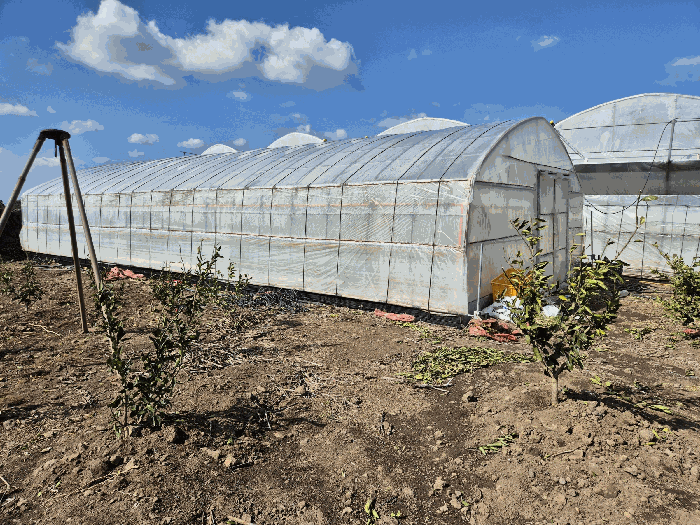 기호(3) 지상 제시외물건(ㄷ) 비닐하우스 시설