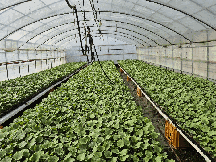 기호(3) 지상 제시외물건(ㄷ) 비닐하우스 시설 내부