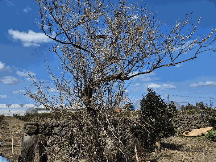 기호(3) 지상 제시외물건(ㄹ) 수목2