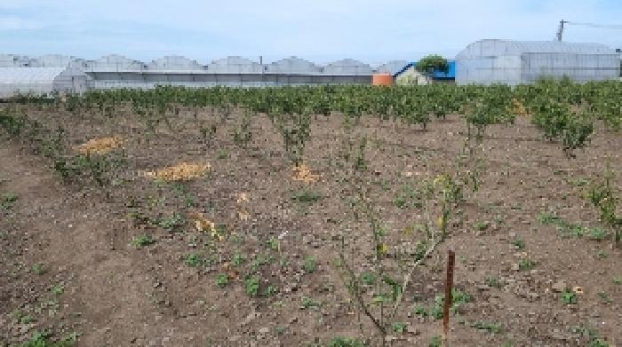 소재지3(함덕리 2129-1) 전경2