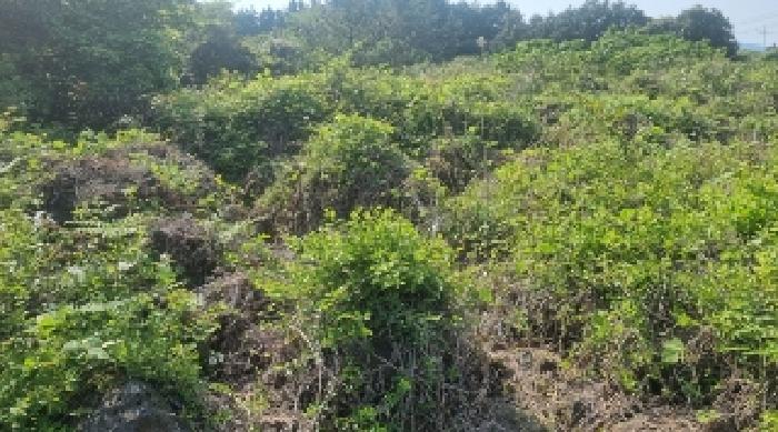 소재지3(하천리 2042) 전경2