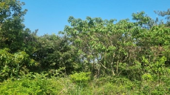 소재지3(하천리 2042) 전경3