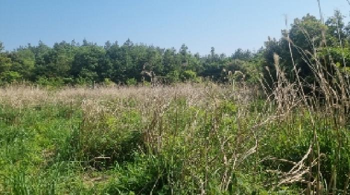 소재지4(하천리 2041) 전경2