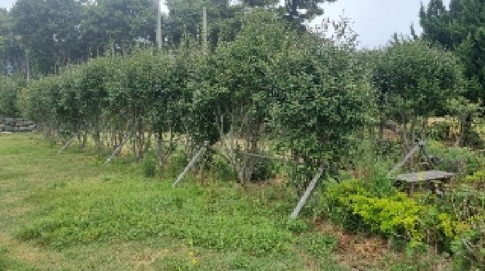 소재지1(호근동 1631-1) 전경3