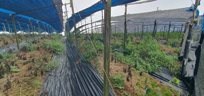 본건에 식재된 인삼 전경