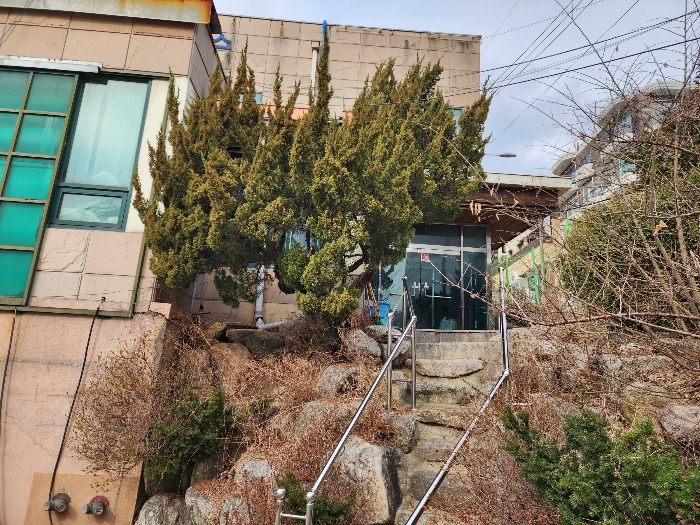 조경수 및 조경석