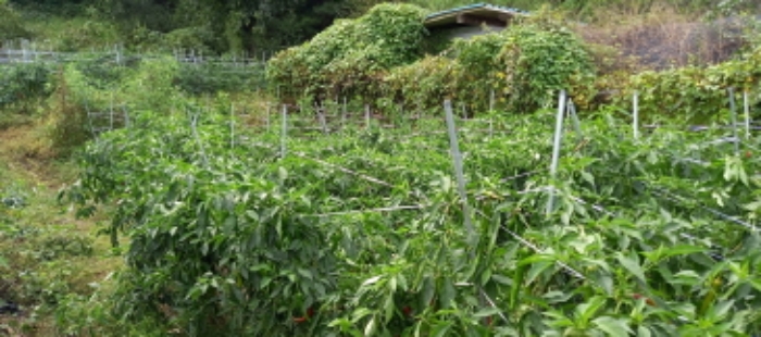 목록 7. 토지(밭작물 경작 중)