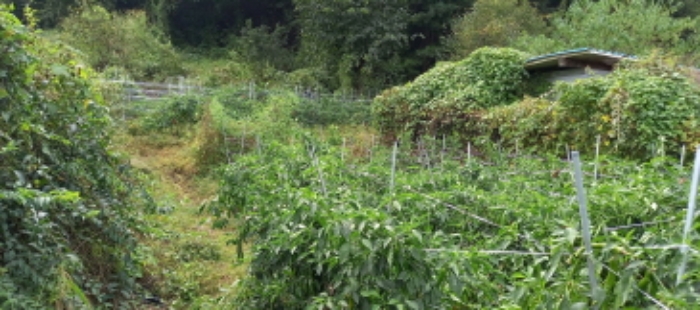 목록 7. 토지(밭작물 경작 중)