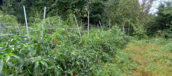 목록 7. 토지(밭작물 경작 중)