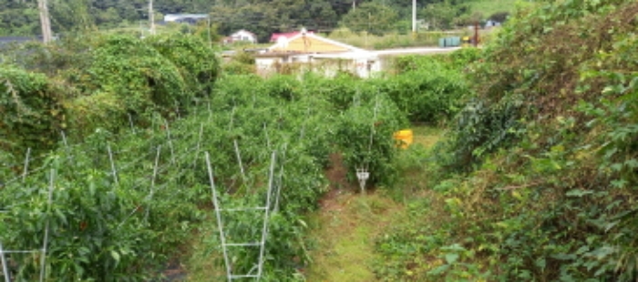 목록 7. 토지(밭작물 경작 중)