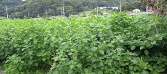 목록 12. 토지(밭작물 재배 중)