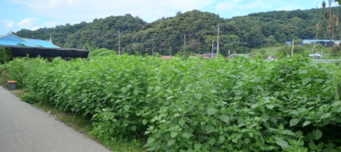 목록 12. 토지(밭작물 재배 중)