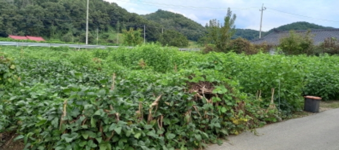 목록 12. 토지(밭작물 재배 중)