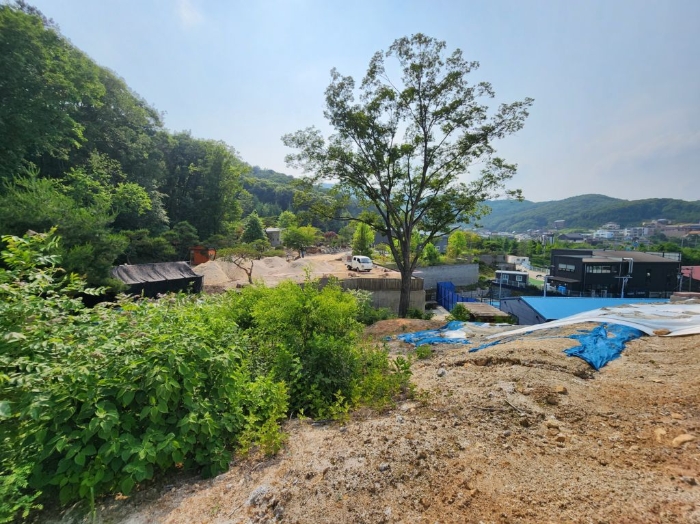 지상 자연식생 활잡목