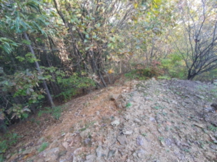 현장사진(토지:영동리 산65-25, 산65-20, 산65-5 부근)