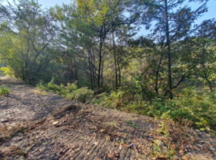 현장사진(토지:영동리 산76-1, 산76 부근) 