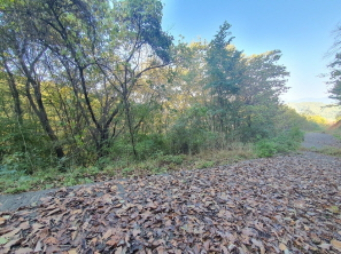 현장사진(토지:영동리 산65-28, 산65-27 부근)