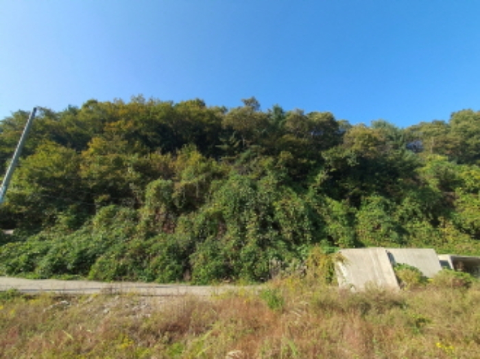 현장사진(토지:영동리 산78-5, 산400-6, 400-1 부근) 
