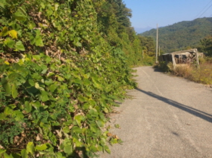 현장사진(토지:영동리 산78-5, 산400-6, 400-1 부근) 