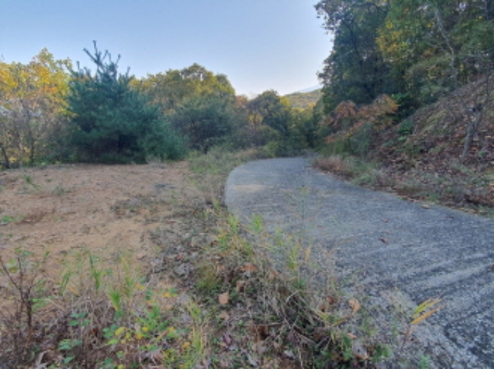 현장사진(토지:영동리 산65-25, 산65-20, 산65-5 부근)