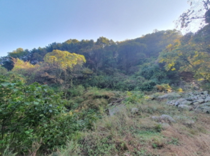 현장사진(토지:영동리 산73, 산76-4, 산76-2 부근)