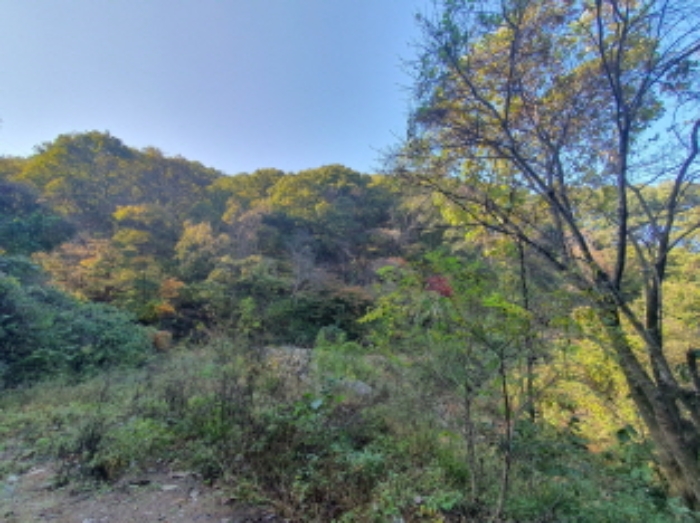 현장사진(토지:영동리 산76-7, 산76-6, 산76-4, 산76-5 부근)