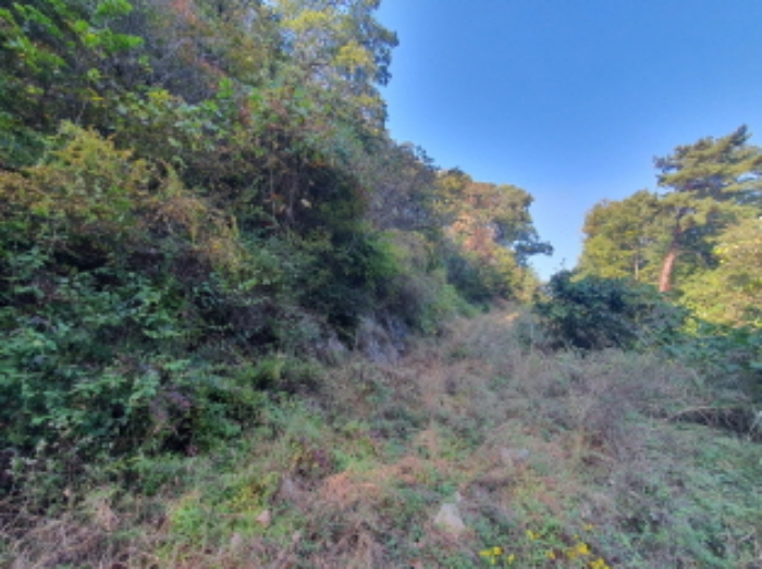 현장사진(토지:영동리 산76-7, 산76-6, 산76-4, 산76-5 부근)