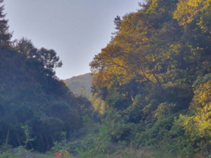 현장사진(토지:영동리 산78-2, 산78-3 부근)