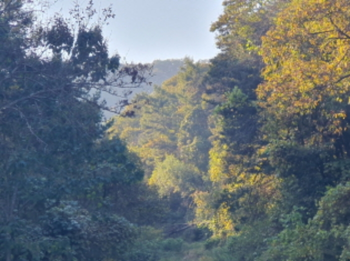 현장사진(토지:영동리 산78-2, 산78-3 부근)