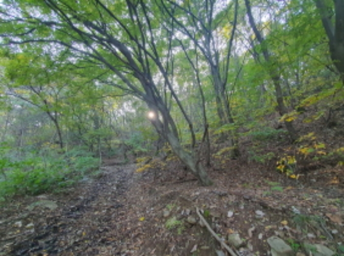 현장사진(토지:영동리 산65-8, 산65-18, 산65-19 부근)