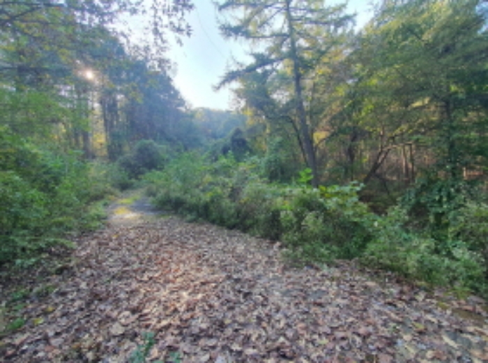 현장사진(토지:영동리 산76-1, 산76 부근) 