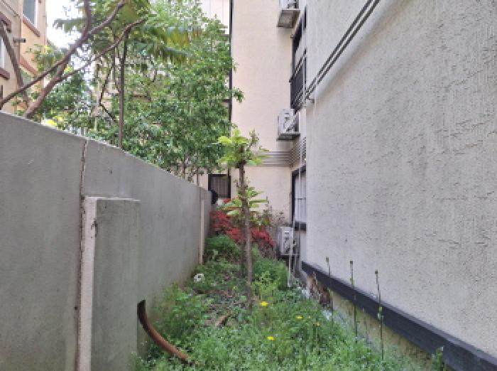 제시외 수목 모습