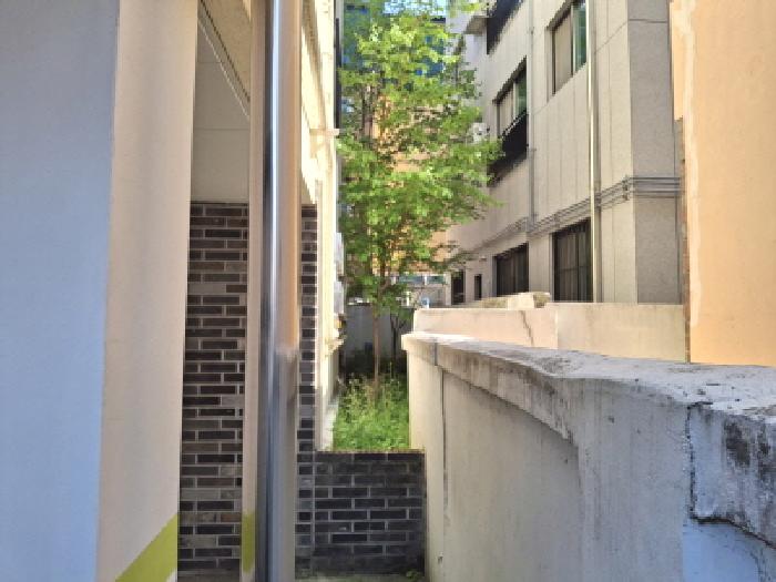 건물 뒷쪽 및 제시외 수목 모습