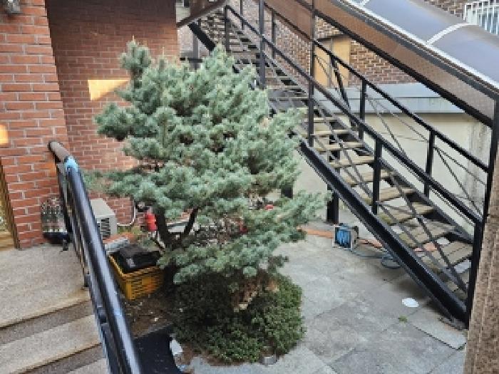 물건번호1 수목