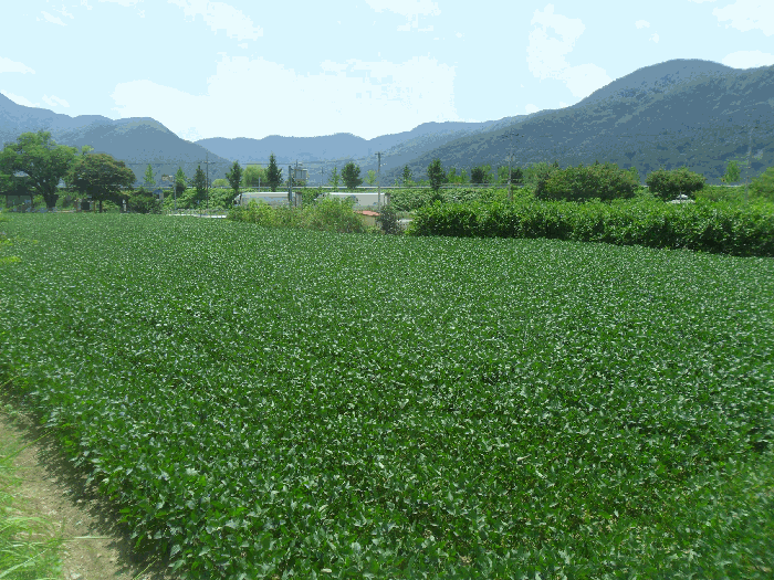 본건전경 기호1