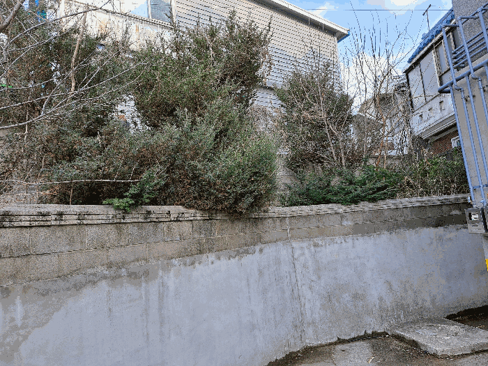 인접필지(50-25) 지상 담장 및 옹벽, 수목 등